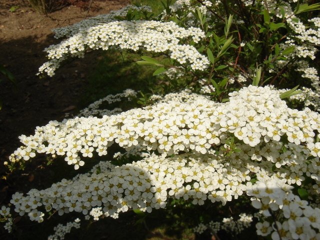 Spiraea x arguta 2